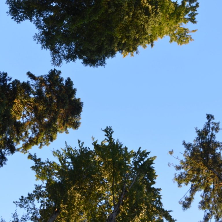 Blick in den Himmel durch andere Bäume, mit grünem Laub und klarem, blauem Himmel.