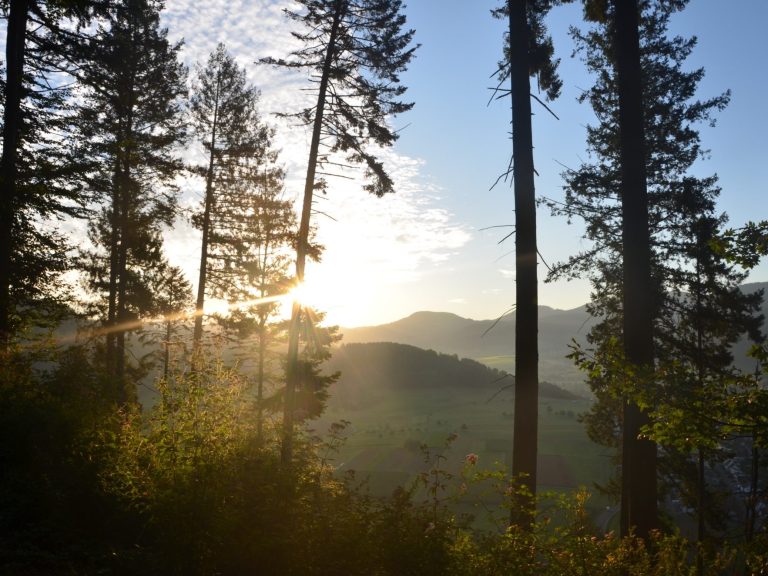 Sonnenaufgang zwischen hohen Bäumen mit Hügeln im Hintergrund.