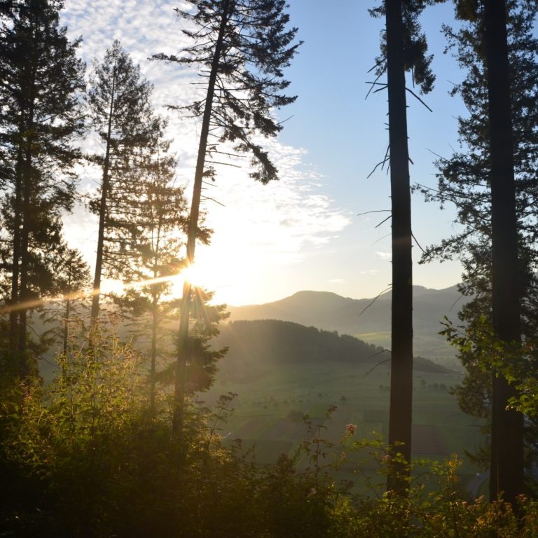 Sonnenaufgang hinter Bäumen über einem hügeligen Landschaftsgebiet.